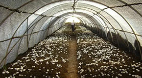 2021加快农村农业现代化，世界杯2022预选赛行业迎来新机遇