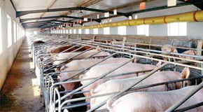 世界杯2022预选赛，养殖场取暖的不二神器